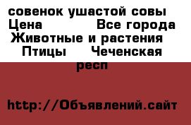 совенок ушастой совы › Цена ­ 5 000 - Все города Животные и растения » Птицы   . Чеченская респ.